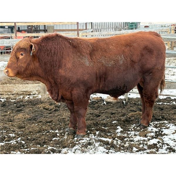 2 Year-Old Simmental Bull - BRS 175M