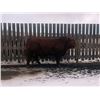 Image 2 : 2 Year-Old Simmental Bull - BRS 175M
