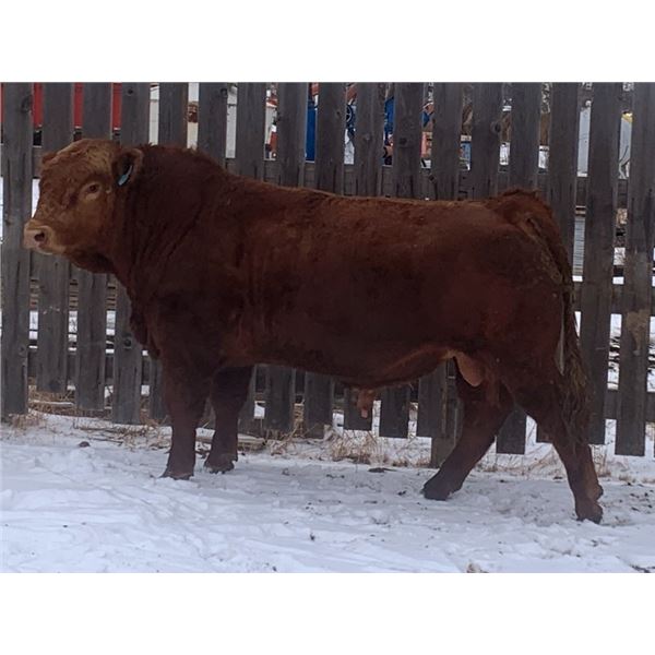 2 Year-Old Simmental Bull - BRS 193M