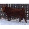 Image 1 : 2 Year-Old Simmental Bull - BRS 193M