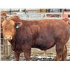 Image 2 : 2 Year-Old Simmental Bull - BRS 193M