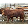 Image 3 : 2 Year-Old Simmental Bull - BRS 193M