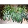 Image 1 : 2 Fake Plants in Pot