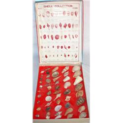 Sea Shell Collection