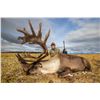 Image 5 : 10-day Caribou Hunt for 1 hunter