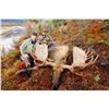 Image 2 : 11-day Alaska-Yukon Moose Hunt for 1 hunter