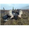 Image 3 : 11-day Alaska-Yukon Moose Hunt for 1 hunter