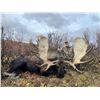 Image 4 : 11-day Alaska-Yukon Moose Hunt for 1 hunter
