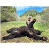 Image 3 : 5-day Vancouver Island Black Bear Hunt for 1 hunter