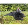 Image 5 : 5-day Vancouver Island Black Bear Hunt for 1 hunter
