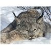 Image 3 : 5-day winter lynx hunt for 1 hunter