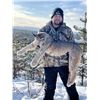 Image 4 : 5-day winter lynx hunt for 1 hunter