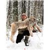 Image 3 : 6-day Bobcat and Lynx Hunt for 1 Hunter