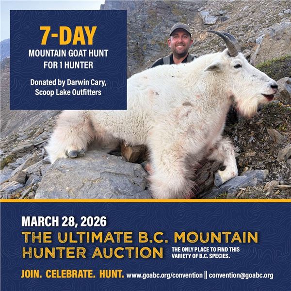 7-Day Mountain Goat Hunt for 1 Hunter