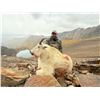 Image 3 : 7-Day Mountain Goat Hunt for 1 Hunter