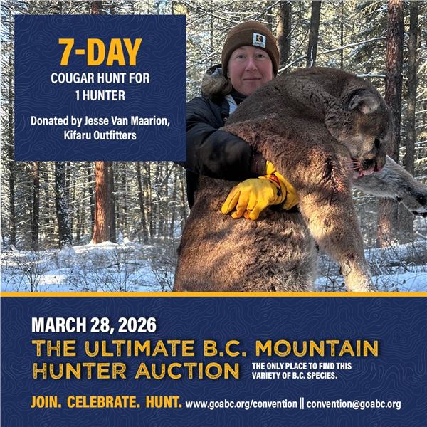 7-day cougar hunt for 1 hunter
