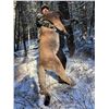 Image 3 : 7-day cougar hunt for 1 hunter