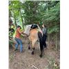 Image 4 : 6-day wrangler course for 1 student
