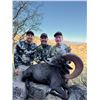 Image 2 : 10-day Desert Bighorn Sheep Huntfor 1 hunter