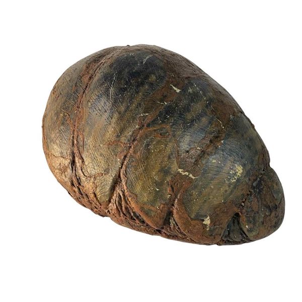 Mimic: Sentinel (2003) - King Judas Egg