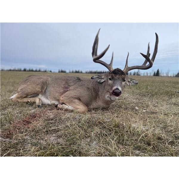 6-day Alberta Northwestern White-tailed Deer Hunt for One Hunter