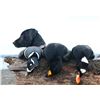 Image 5 : 5-day/6-night hunt for Guided Sea Ducks and Self-guided Sitka Black-tailed Deer and Fox for Two Hunt