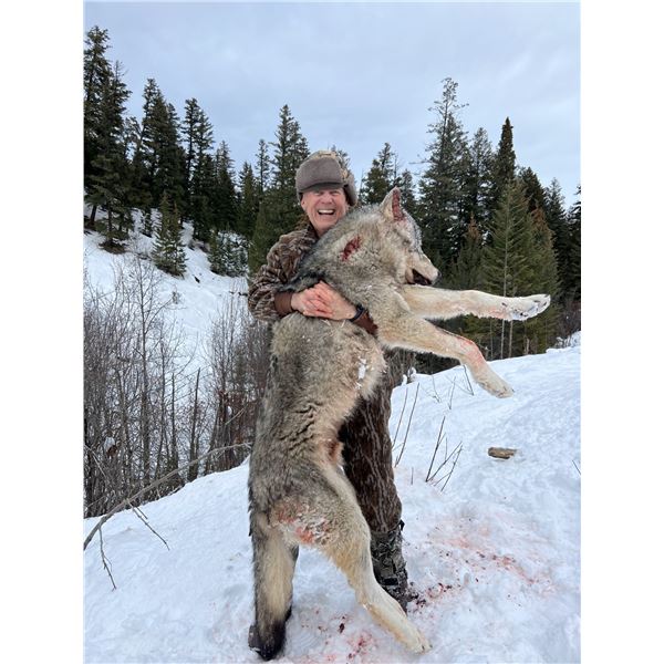 5-day British Columbia Wolf Hunt for Two Hunters