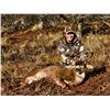 Image 6 : 7-day Kodiak Island Sitka Blacktail Deer Hunt for Two Hunters