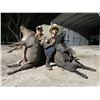 Image 1 : 2-day Florida Group Hog Hunt for Four Hunters