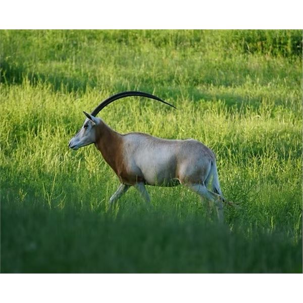 3-day/2-night Texas Trophy Scimitar Oryx Hunt for One Hunter and One Guest