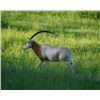 Image 1 : 3-day/2-night Texas Trophy Scimitar Oryx Hunt for One Hunter and One Guest