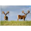 Image 3 : 5-day/4-night 450-500-class Red Stag Hunt for 1 hunter