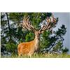 Image 4 : 5-day/4-night 450-500-class Red Stag Hunt for 1 hunter