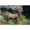 Image 5 : 5-day/4-night 450-500-class Red Stag Hunt for 1 hunter
