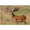 Image 6 : 5-day/4-night 450-500-class Red Stag Hunt for 1 hunter