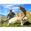 Image 10 : 4-day/5-night combo tahr/chamois/fallow hunt for 1 hunter