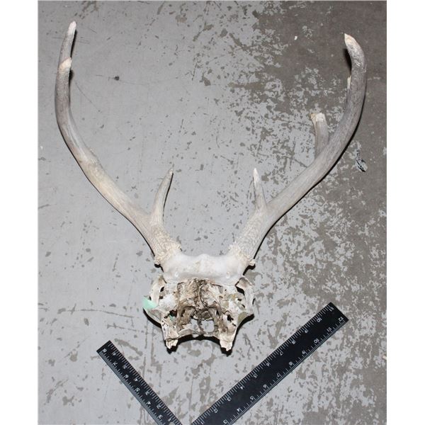 ANTLERS ROUGH SHAPE, LOCAL FARM FIND