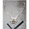 Image 1 : ANTLERS ROUGH SHAPE, LOCAL FARM FIND