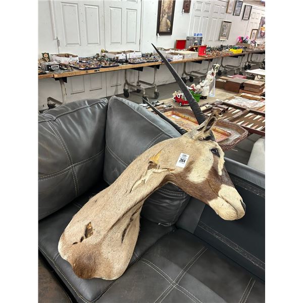 Antelope Taxidermy