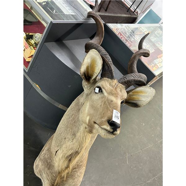 Large Greater African Kudu Taxidermy