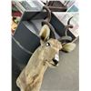 Image 1 : Large Greater African Kudu Taxidermy