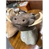 Image 1 : African Warthog Taxidermy