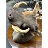 Image 2 : African Warthog Taxidermy
