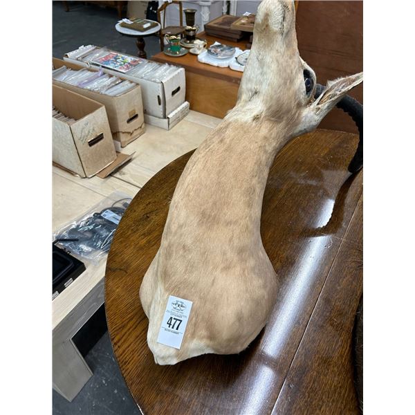 African Impala Taxidermy
