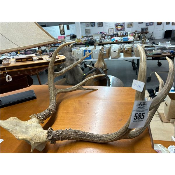 Deer Antlers