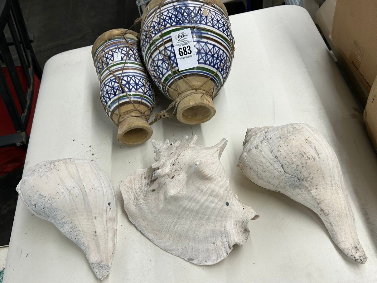 Bongo Shell Bongo Drums, Large Conch Shells