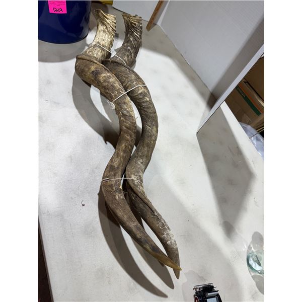Kudu horns