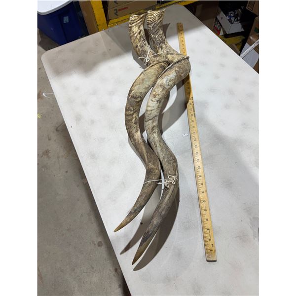 Kudu horns