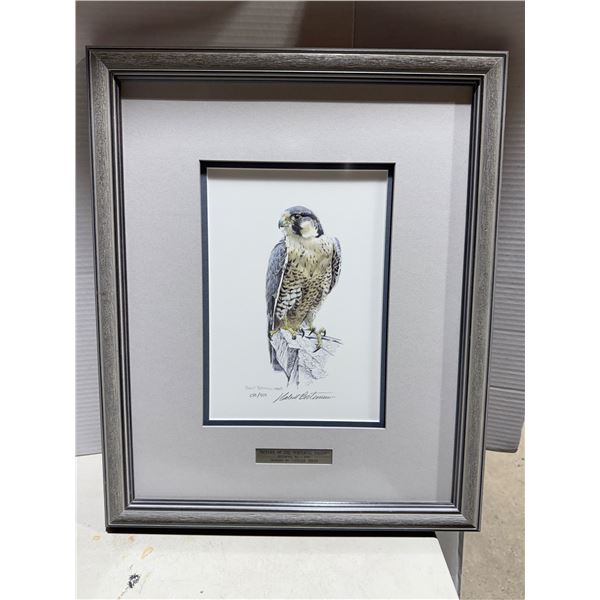 Peregrine Falcon Robert Bateman Limited edition lithograph on paper 16.25 x 20 signed