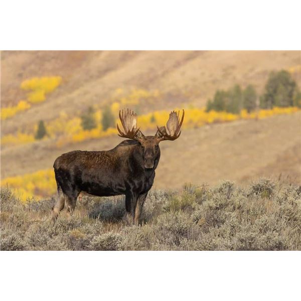 2026 Montana Governors Shiras Moose License